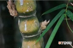 【养殖方法】佛肚竹的养殖方法