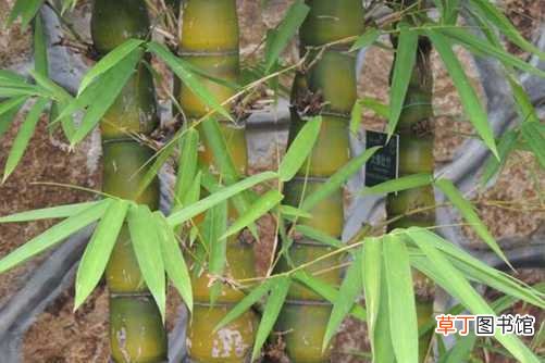 【养殖方法】佛肚竹的养殖方法
