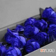 【蓝玫瑰】蓝色妖姬和蓝玫瑰的区别，蓝色妖姬的价格