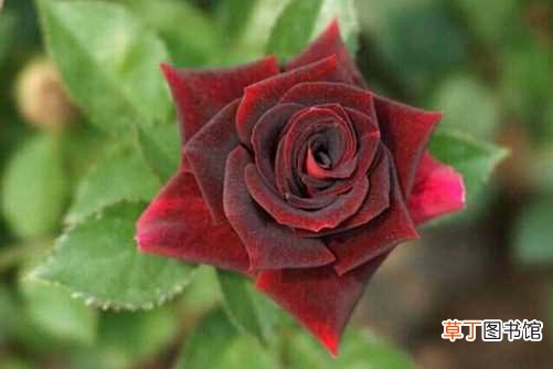 【价格】路易十四玫瑰的价格 路易十四玫瑰的养殖方法