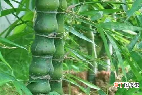 【养殖方法】罗汉竹的养殖方法 罗汉竹的养殖的注意事项