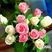 【玫瑰花】送不同朵数玫瑰花的含义是什么