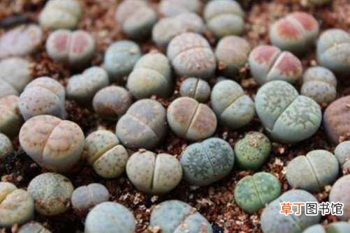 【养殖】石头花的养殖方法