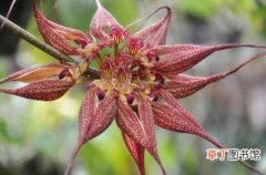 【生长】美花卷瓣兰的生态习性和对生长环境的要求