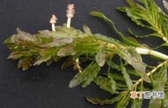 【种植】水草菹草的种植方法和养殖方法介绍