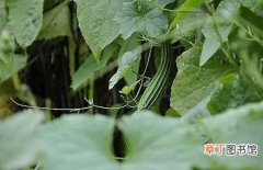 【丝瓜】种植丝瓜的常见病虫害及防治技术