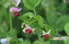 【种植】豌豆的种植时间和播种方法介绍