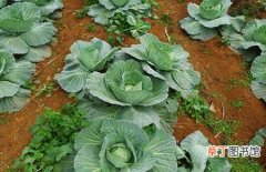 【种植】卷心菜的种植时间和种植条件介绍