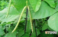 【播种】绿豆什么时间种植？绿豆的播种方法和田间管理要点