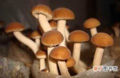 【茶树菇】茶树菇的生长习性和主要产地分布介绍