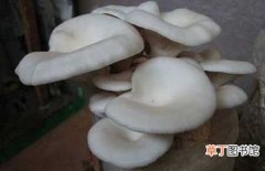 【种植】凤尾菇的高产种植技术和栽培管理要点