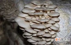 【种植】大棚平菇的种植技术和管理注意事项
