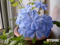 【花】蓝雪花怎么繁殖？蓝雪花的繁殖方法介绍