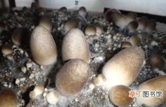 【种植】草菇菌种价格及种植方法介绍