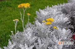 【花卉】银叶菊是一种什么花卉植物？银叶菊图片及简介