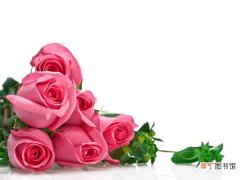 【玫瑰花】单株粉红色玫瑰花图片