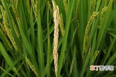 【常见】水稻的常见病害有哪些？