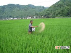 【水稻】种植水稻什么时候需要施肥？水稻需肥规律与施肥技术