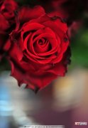 【玫瑰】红色玫瑰鲜花高清图片