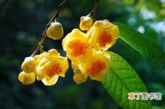 【花】金花茶的栽种养护知识：生态习性和对生长环境的要求