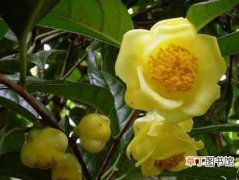 【花】金花茶怎么繁殖？金花茶的繁殖方法介绍