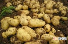 【种植】土豆什么时候进入中国？我国土豆种植历史和主要产区介绍
