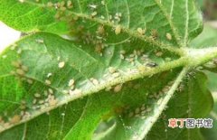 【蚜虫】棉花蚜虫的为害症状和防治方法介绍