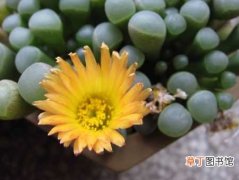 【花】橙黄棒叶花是一种什么植物？橙黄棒叶花的别名及简介