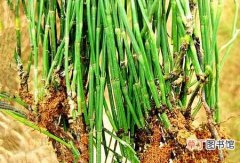 【生长】节节草的栽种知识？节节草的生态习性和对生长环境的要求