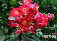 【种植】红花茜草怎么种植？红花茜草的种植方法和栽培技术