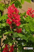 变色木 【花】植物花卉名称及图片——红花七叶树