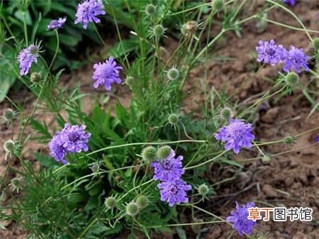 【养殖方法】蓝盆花的养殖方法和注意事项