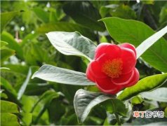 【图片】树木名称及图片——越南抱茎山茶树