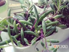【方法】紫玄月的繁殖方法和栽培技术