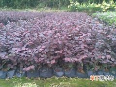 【栽培】红继木的种植栽培技术——日常肥水管理要点