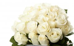【图片】鲜花图片白玫瑰