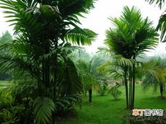 【树】三药槟榔树的生长习性、繁殖方法和栽培技术要点