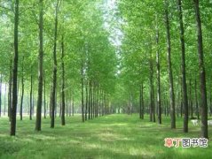 【杨树】种植杨树的主要害虫种类及防治方法