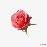 【图片】玫瑰花朵图片唯美高清图片