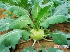 【种植方法】球茎甘蓝怎么种植？球茎甘蓝的种植方法和栽培技术详细