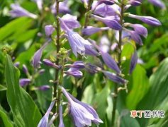 【种植】耐阴地被植物紫萼的种植方法