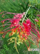 【花】红花银桦怎么种植？红花银桦的种植方法和栽培技术