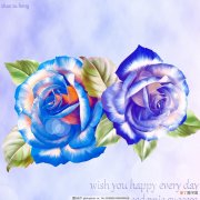 【图片】漂亮的蓝色玫瑰花图片大全