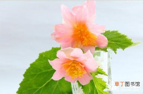 【图片】夫妻海棠花的图片