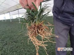 【种植方法】玉龙草怎么种植？玉龙草的种植方法和栽培技术