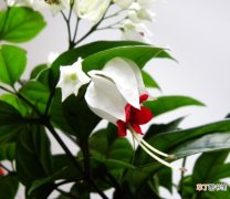 【花】龙吐珠花图片大全集