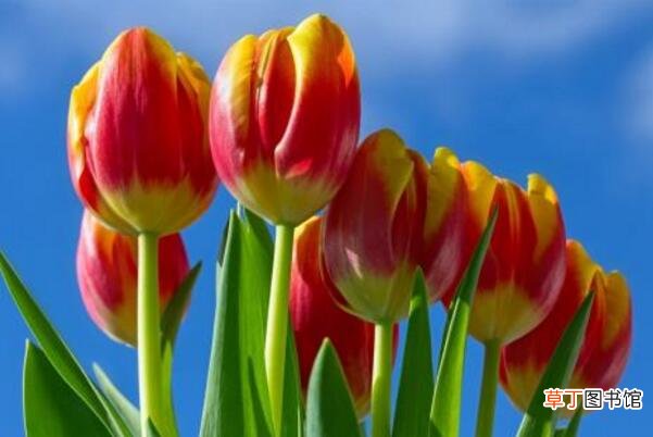 荷兰郁金香花期较长 【开花】郁金香什么时候开花 一般在三月下旬