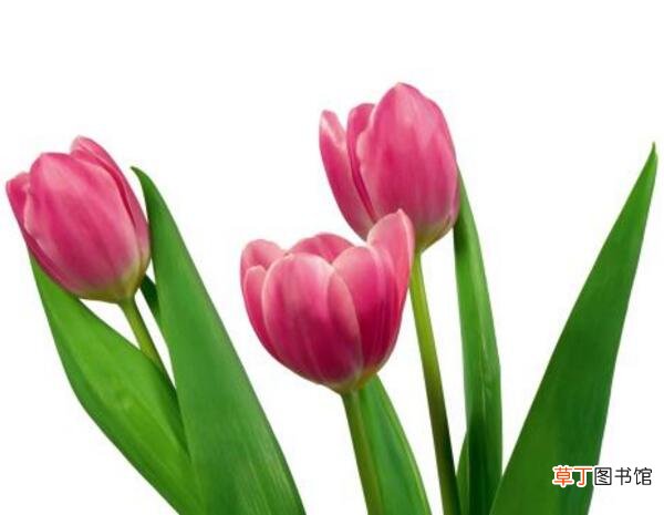 荷兰郁金香花期较长 【开花】郁金香什么时候开花 一般在三月下旬