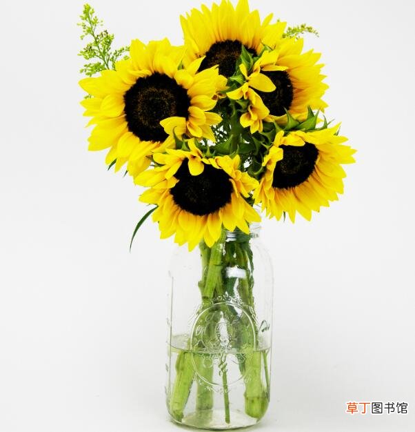【花】向日葵鲜花如何水养，8种向日葵保鲜方法