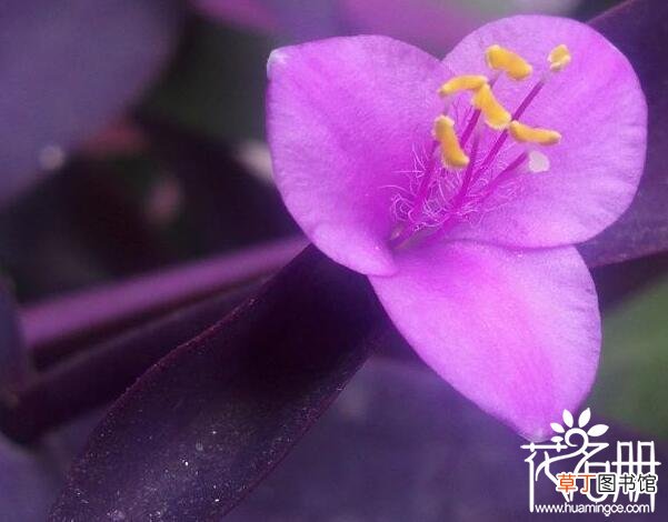 花香可预防呼吸疾病 【兰花】紫罗兰花有毒吗，紫罗兰可以放室内吗
